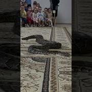 Жыланнын Дауысы