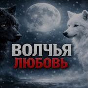 Волчья Любовь
