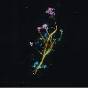 Motherearth Dreamscape Extended