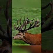 Олень Олень