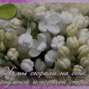 Ах Сирень Душистая Расцвела