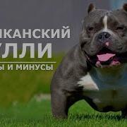 Булли Американский
