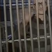 Речь Андрея Чикатило