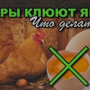 Куры Где Яйца Сам Себе