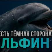 Дельфины