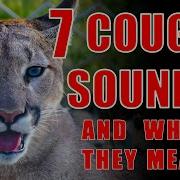 Cougar Mountain Lion Sounds