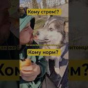 Безграничная Веселье