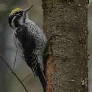 Пение Трехпалый Дятел