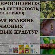 Дырчатая Пятнистость