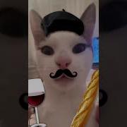 Мадмозель Тема Кот