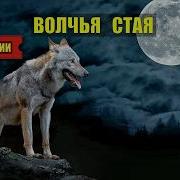 Волчья Стая Аудиокнига