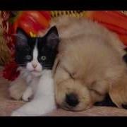 Love Hurts Cover Blues