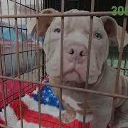 Собаки Продаж