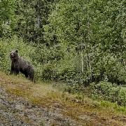 Димон Россия Дальнобой
