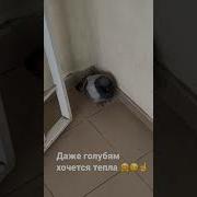 Курбанжа Хала Гули