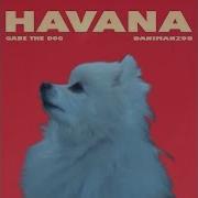 Gabe The Dog Havana