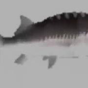 Карась Крутится