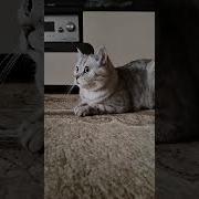 Сираотатвьыли