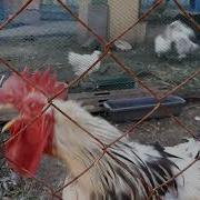 Звук Кукарекания Петухов