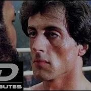 Rocky Boxer