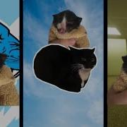 Kitten Meows But Meme Music