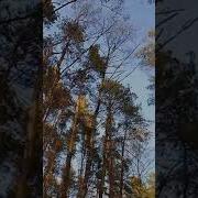 Солистка Елена Завгородная