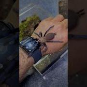 Spider Clicking Sound Free