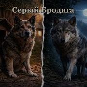 Серый Бродяга