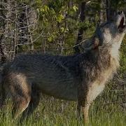 Воют Волки За Окном