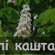 Били Каштаны Украинская Песня