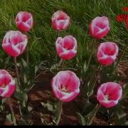 Шурободай Ватанм