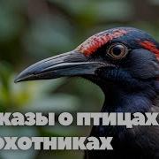 Рассказы О Природе