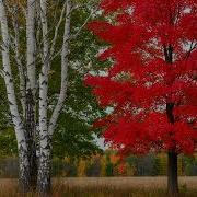 Белая Берёза Алый Клён