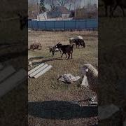 Рожки И Копытца