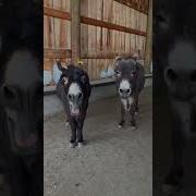 Голос Архар