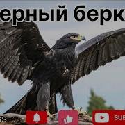 Песня Черный Беркут