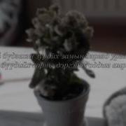 Guys Чи Миний Lyrics