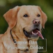 Лай Большой Собаки Звук