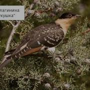 Благинина Кукушка