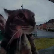 Meow Meme