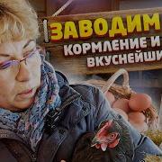 Птицеводство Для Начинающих