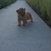 Рёв Львенка