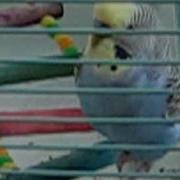 Попка Попугай