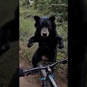 Bear Dance Rock