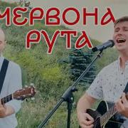 Червона Рута Cover