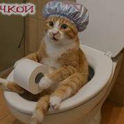 Смешная Озвучка Котов