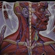 Tool Lateralus Full Album