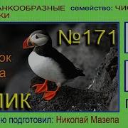 Звуки Тупиков