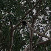 Cascade Garen Flying Fox