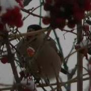 Калина Красная Калина Горькая